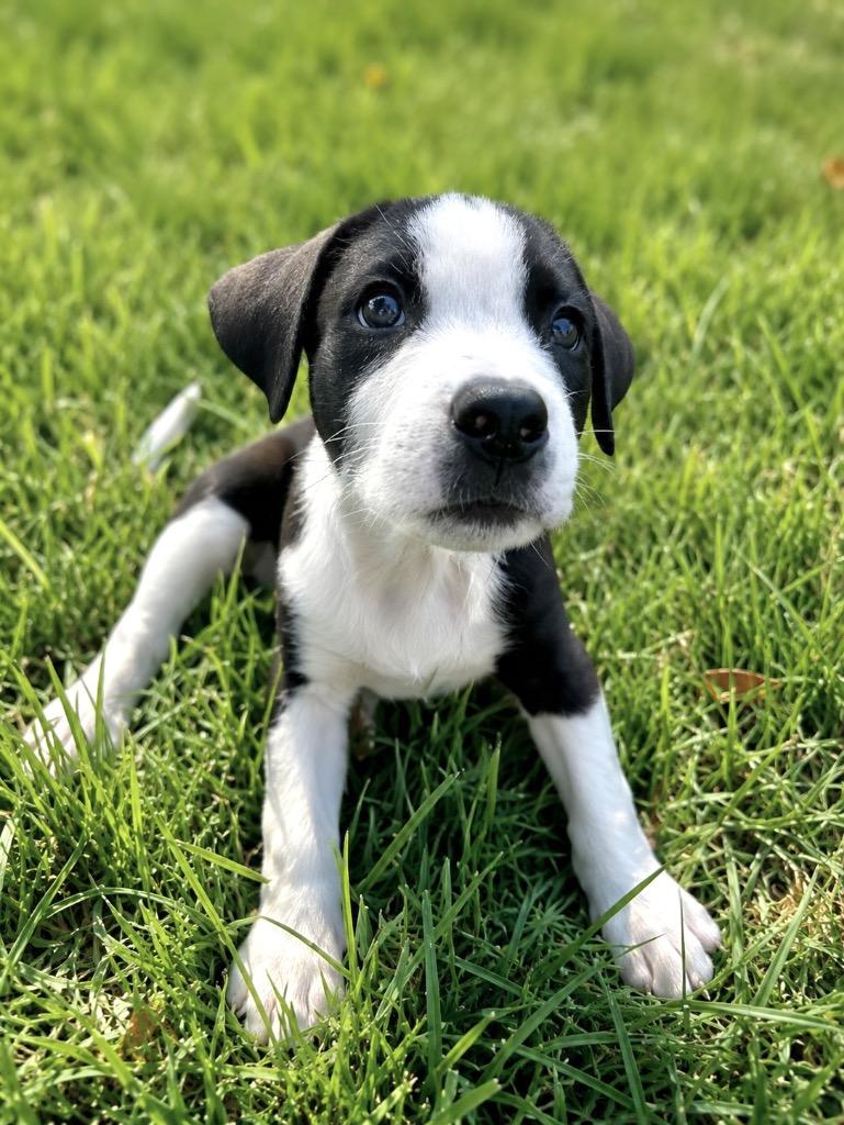 Enlarge Pepe, a Adoptable mixed breed in Princeton, MA image 4/6