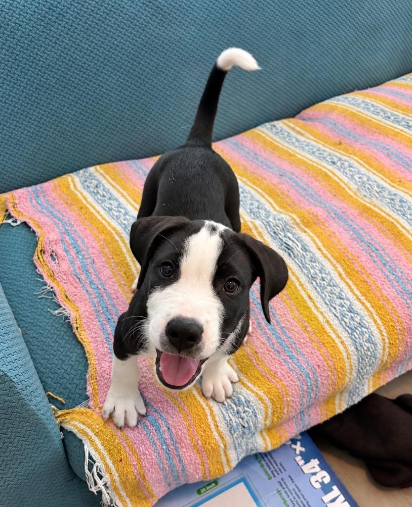 Enlarge Pepe, a Adoptable mixed breed in Princeton, MA image 5/6