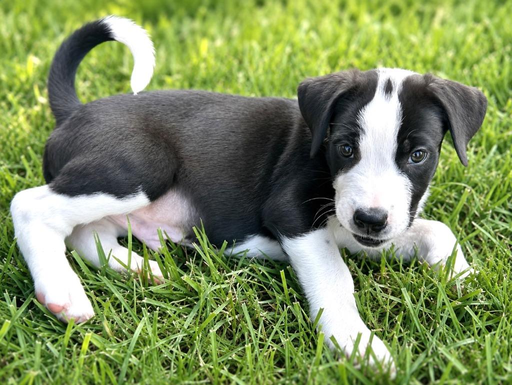 Enlarge Pepe, a Adoptable mixed breed in Princeton, MA image 6/6