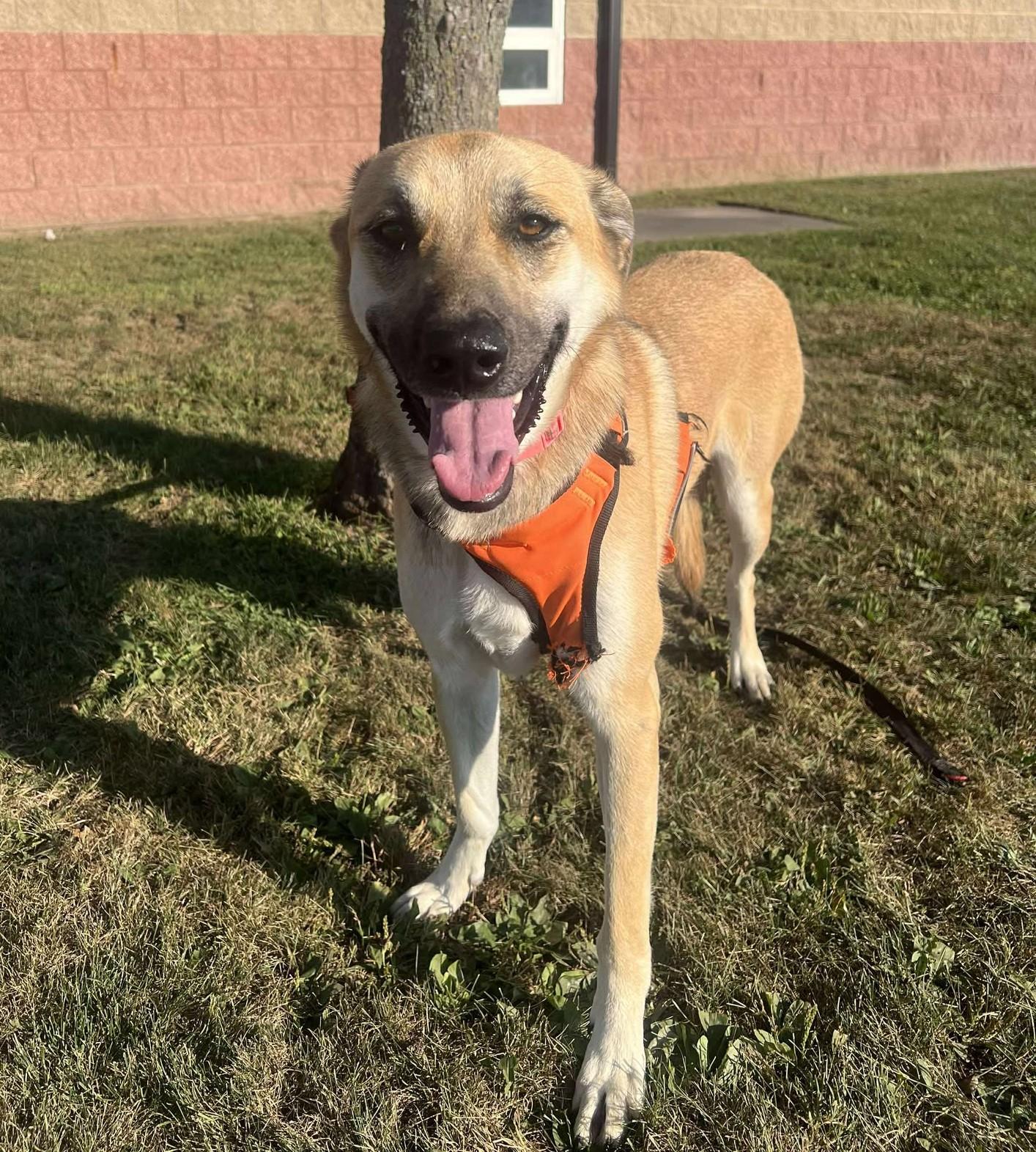 Enlarge Dolly, a Adoptable mixed breed in Maryville, MO image 1/4