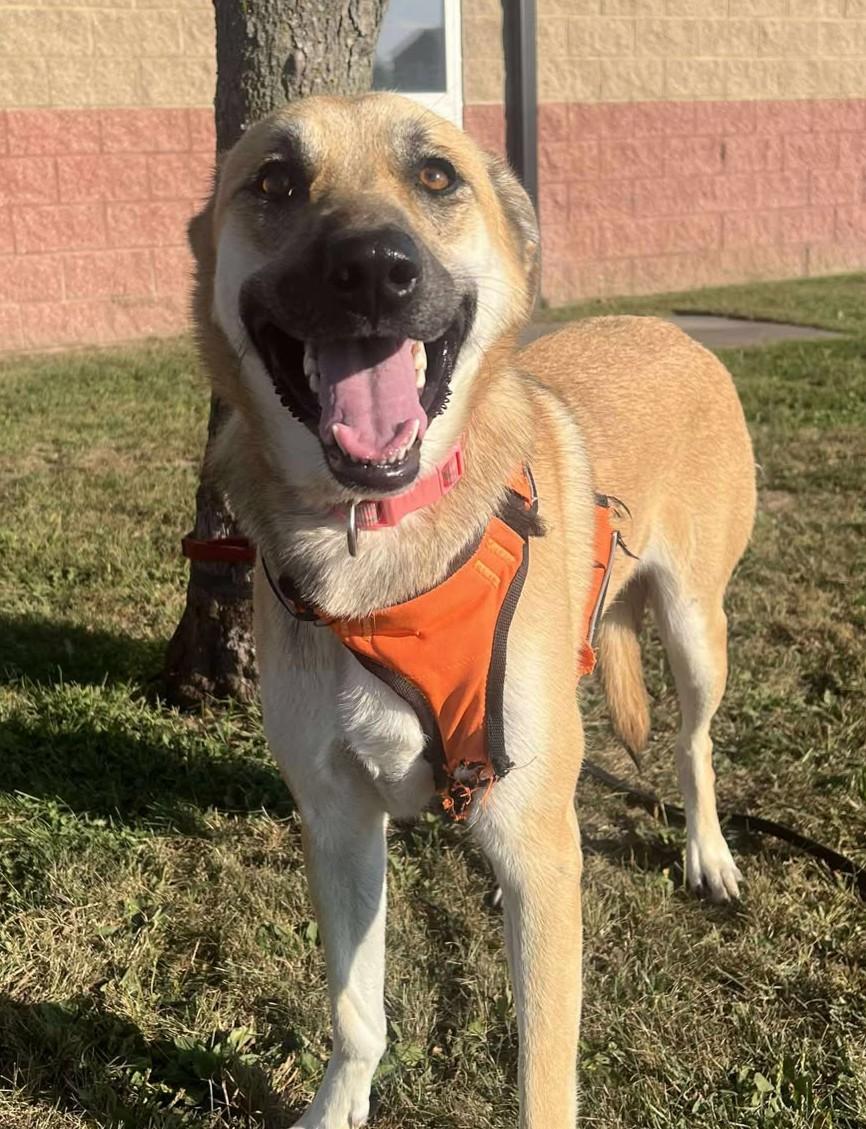 Enlarge Dolly, a Adoptable mixed breed in Maryville, MO image 2/4