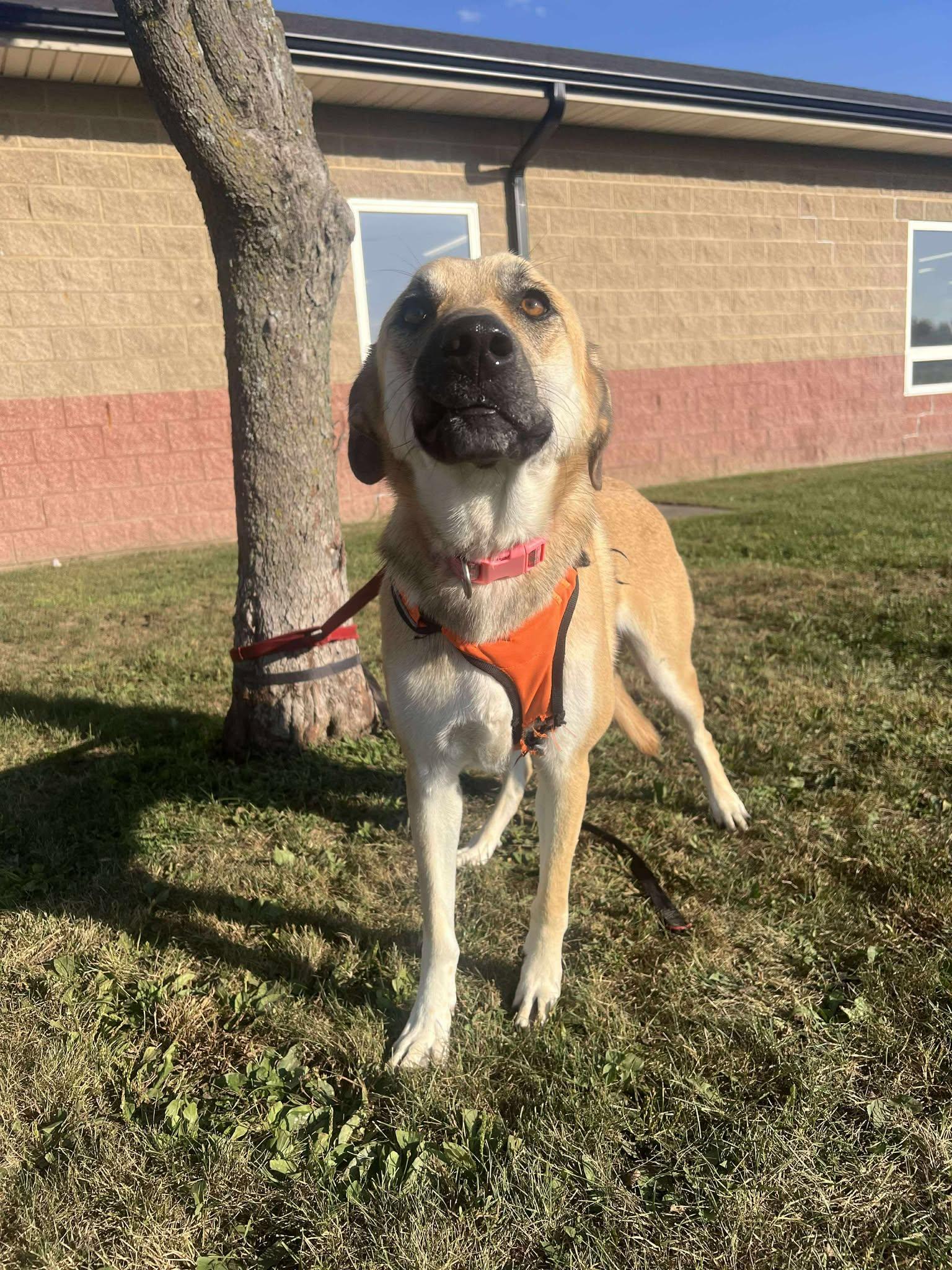 Enlarge Dolly, a Adoptable mixed breed in Maryville, MO image 4/4