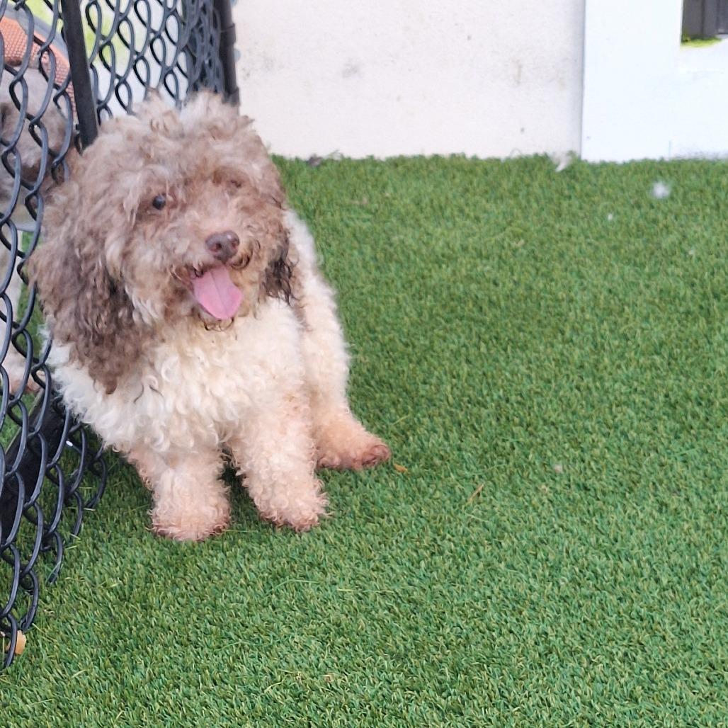 Donovan 3972, Adoptable, Adult Male Miniature Poodle & None.