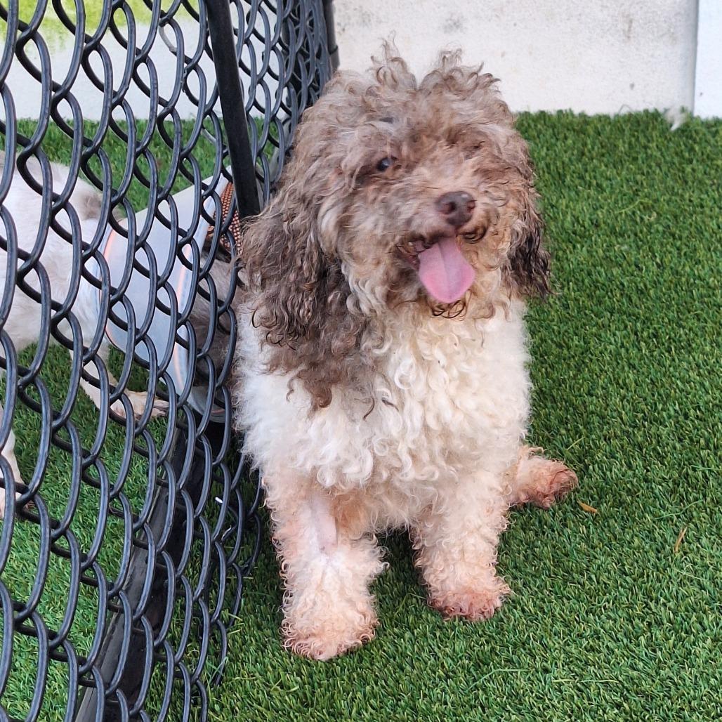 Enlarge Donovan 3972, a Adoptable Miniature Poodle in LOXAHATCHEE, FL image 2/2