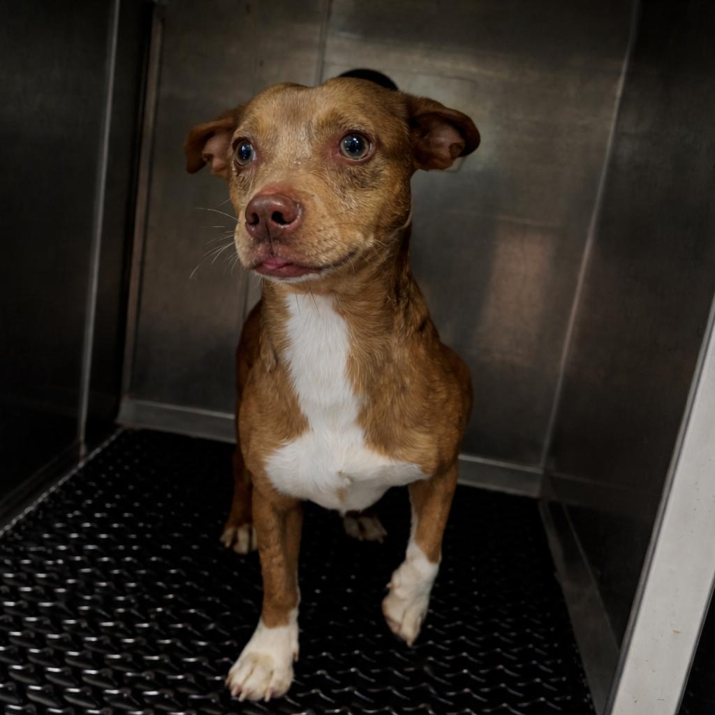 Malcolm in the Middle, Adoptable, Young Male Terrier & Dachshund.