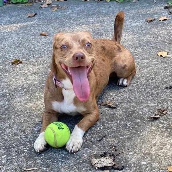 Enlarge Malcolm in the Middle, a Adoptable mixed breed in Baltimore, MD image 2/2