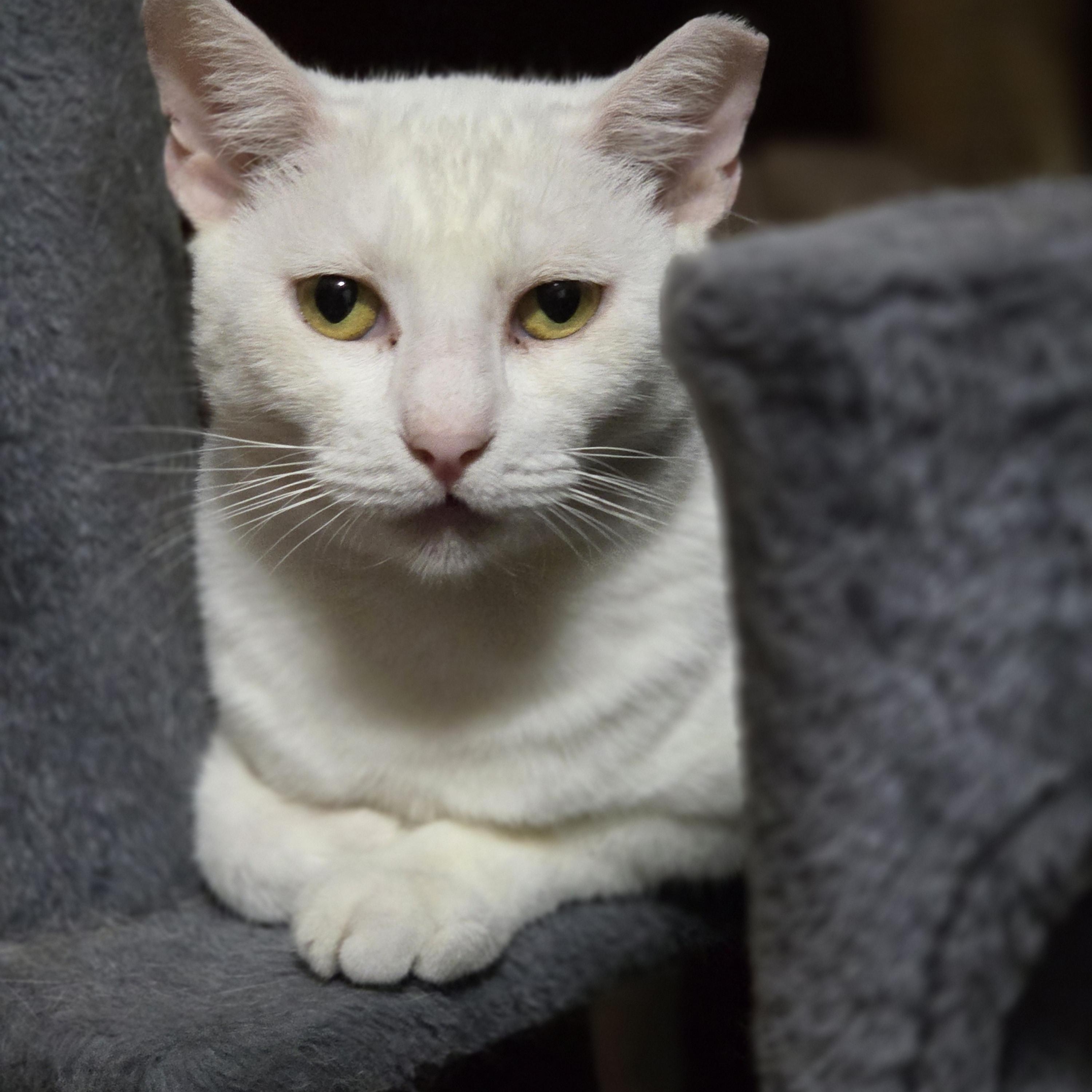 Prince, Adoptable, Adult Male Turkish Angora & Domestic Short Hair.
