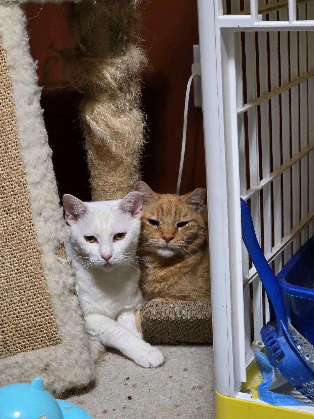 Enlarge Prince, a Adoptable mixed breed in Orlando, FL image 2/4