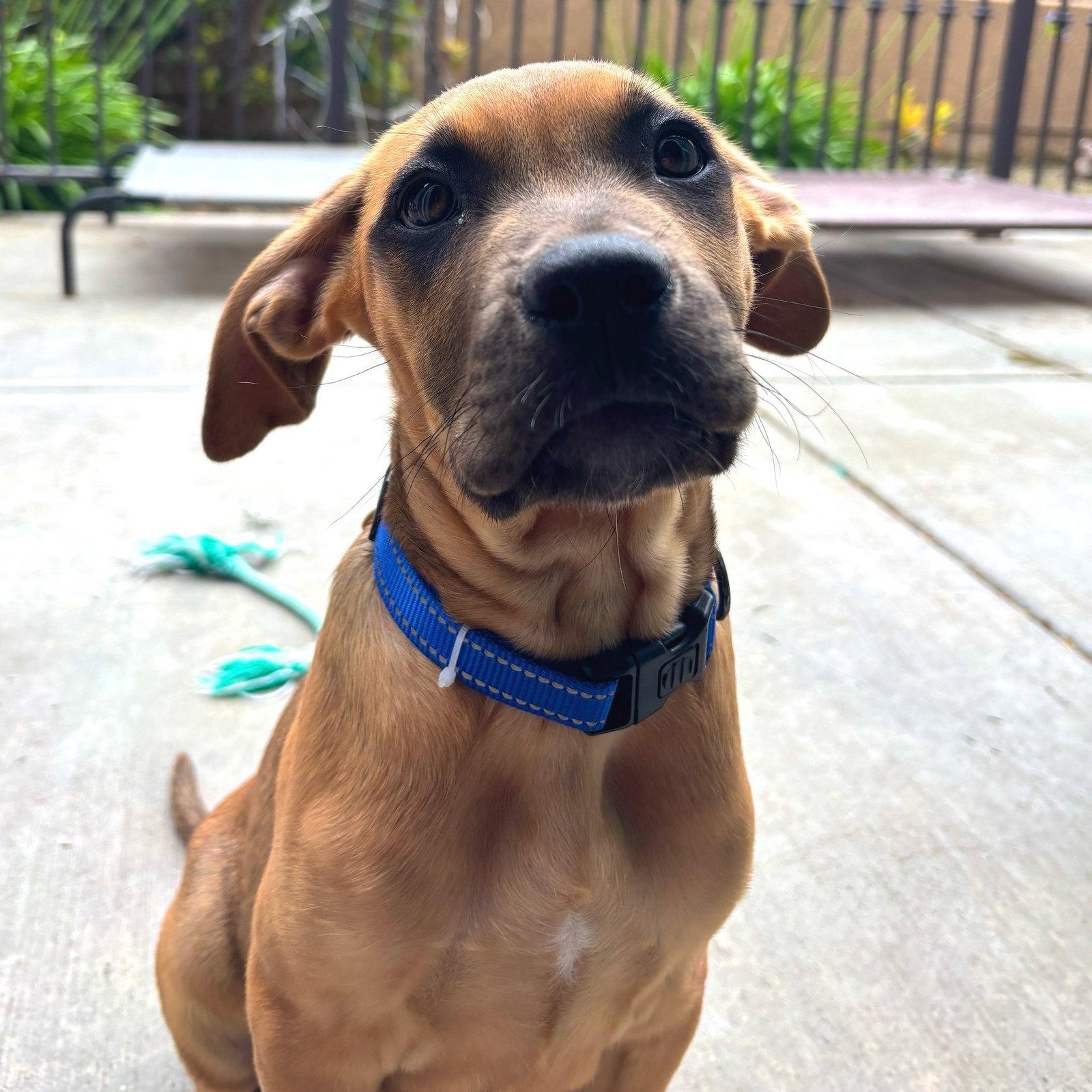 Val, Adoptable, Young Male Pit Bull Terrier.
