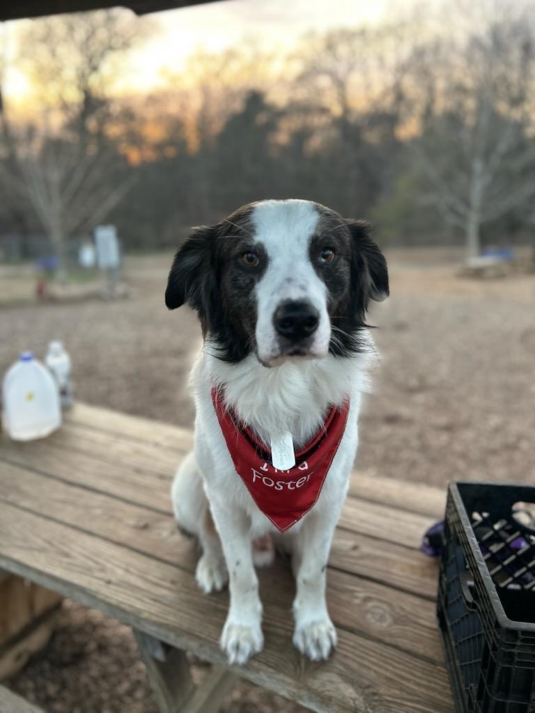 Rex, a Adoptable mixed breed in Gum Spring, VA image 4/5