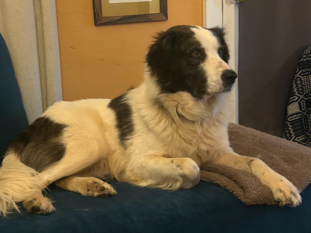 Rex, a Adoptable mixed breed in Gum Spring, VA image 5/5