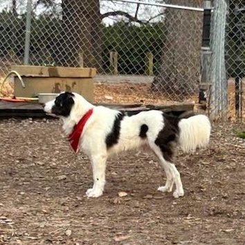 Rex, a Adoptable mixed breed in Gum Spring, VA image 2/5