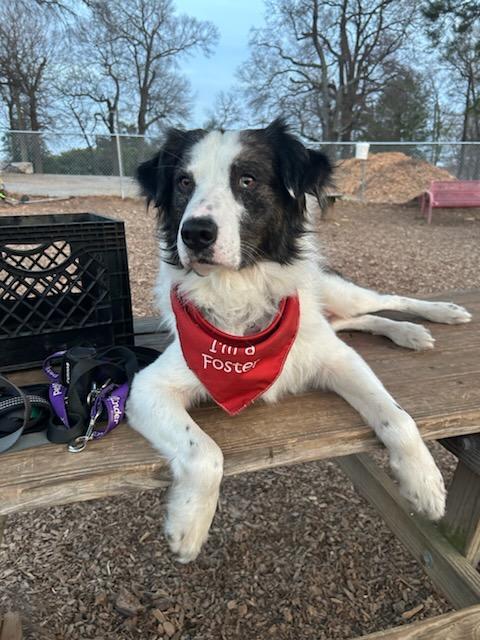 Rex, Adoptable, Young Male Australian Shepherd.