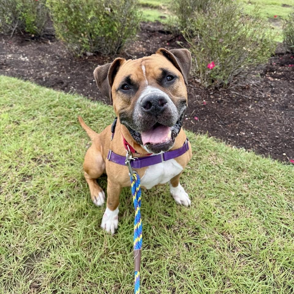 Beaux, an adoptable Mixed Breed in Georgetown, TX image 1/6