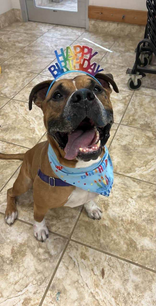 Beaux, an adoptable Mixed Breed in Georgetown, TX image 2/6