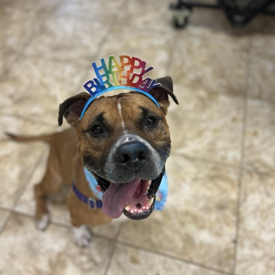 Beaux, an adoptable Mixed Breed in Georgetown, TX image 3/6