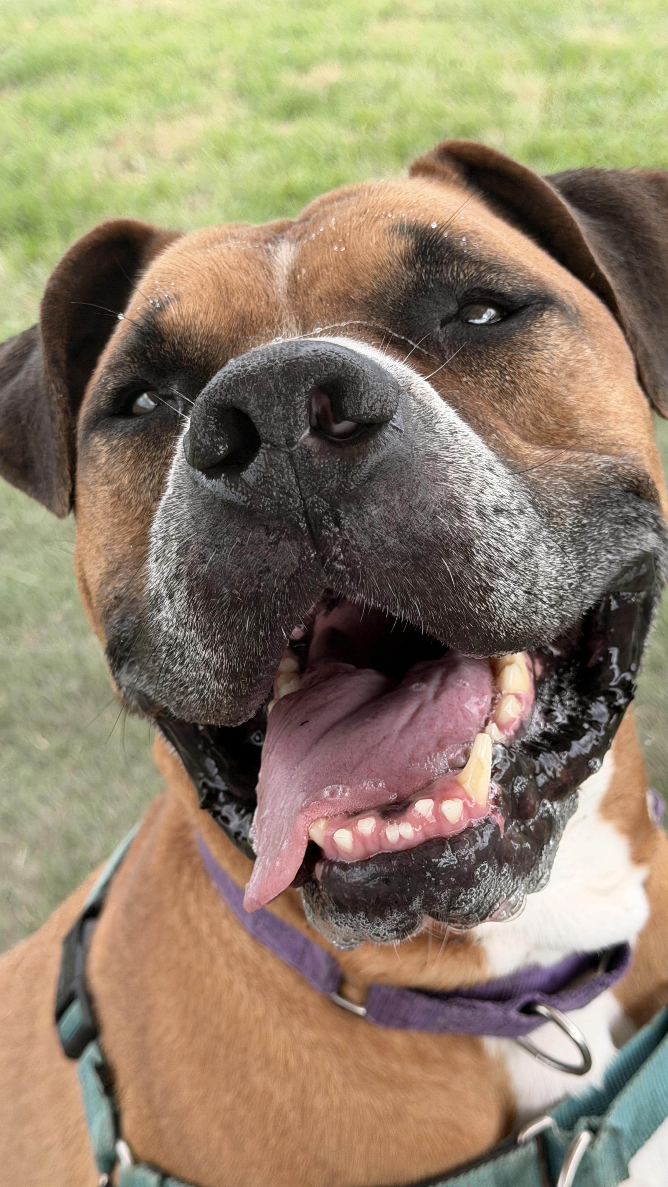 Beaux, an adoptable Mixed Breed in Georgetown, TX image 3/6