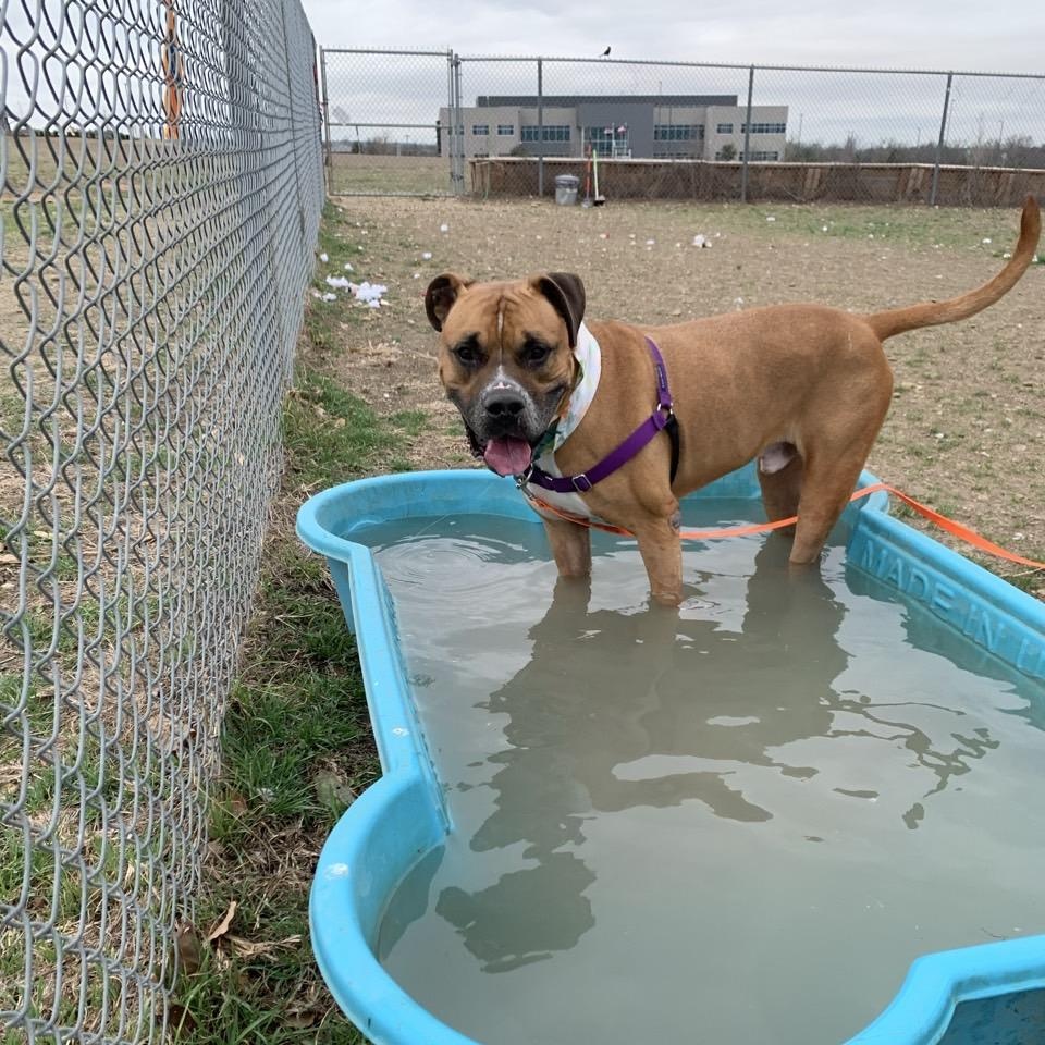 Beaux, an adoptable Mixed Breed in Georgetown, TX image 6/6