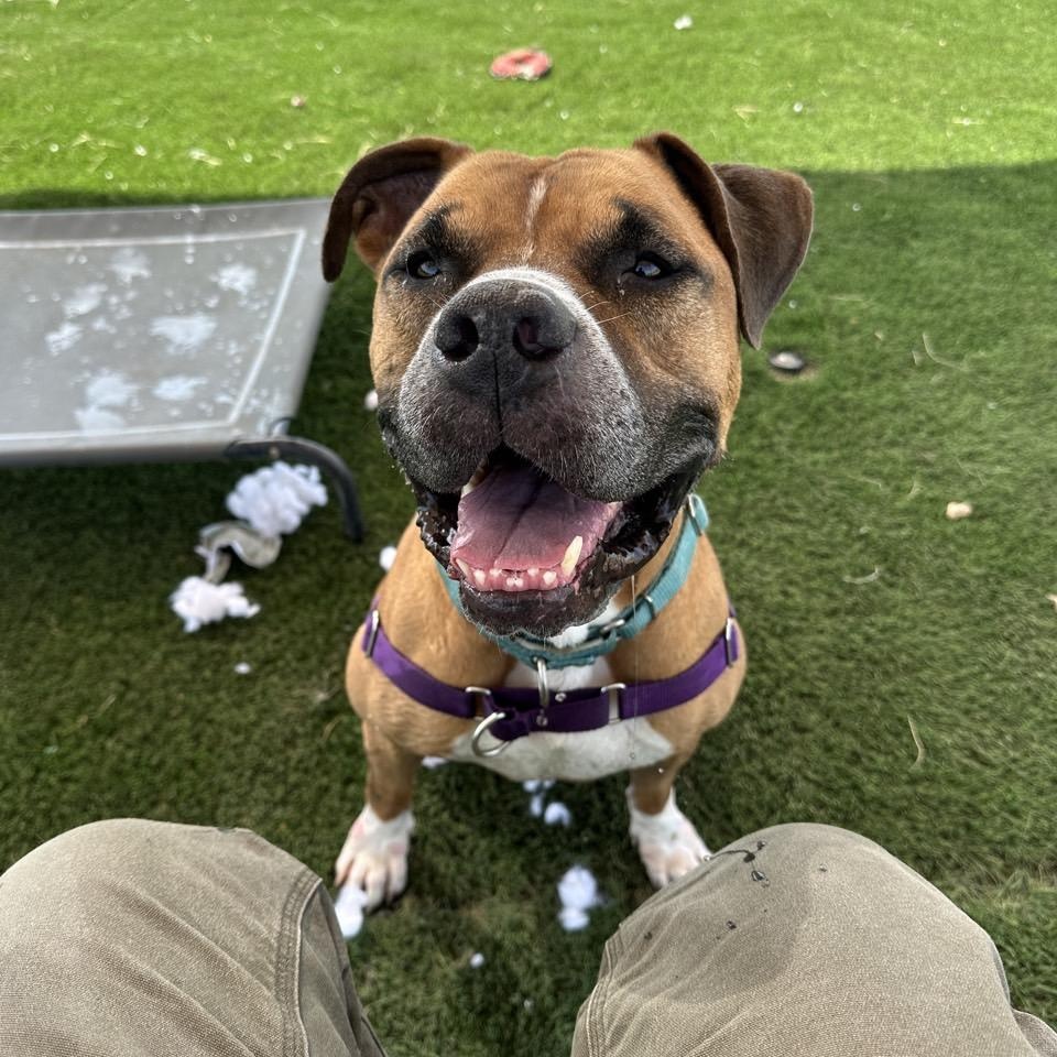 Beaux, an adoptable Mixed Breed in Georgetown, TX image 4/6