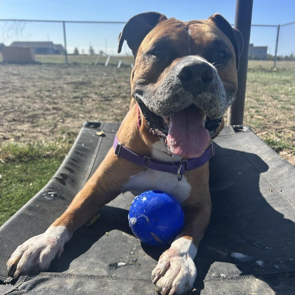 Beaux, an adoptable Mixed Breed in Georgetown, TX image 5/6