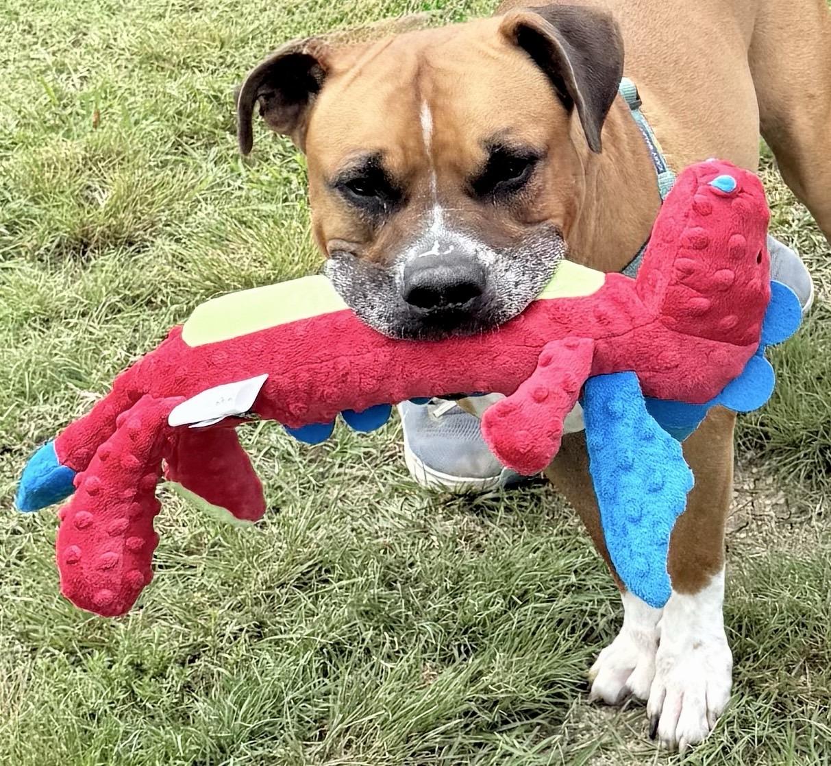 Beaux, an adoptable Mixed Breed in Georgetown, TX image 2/6