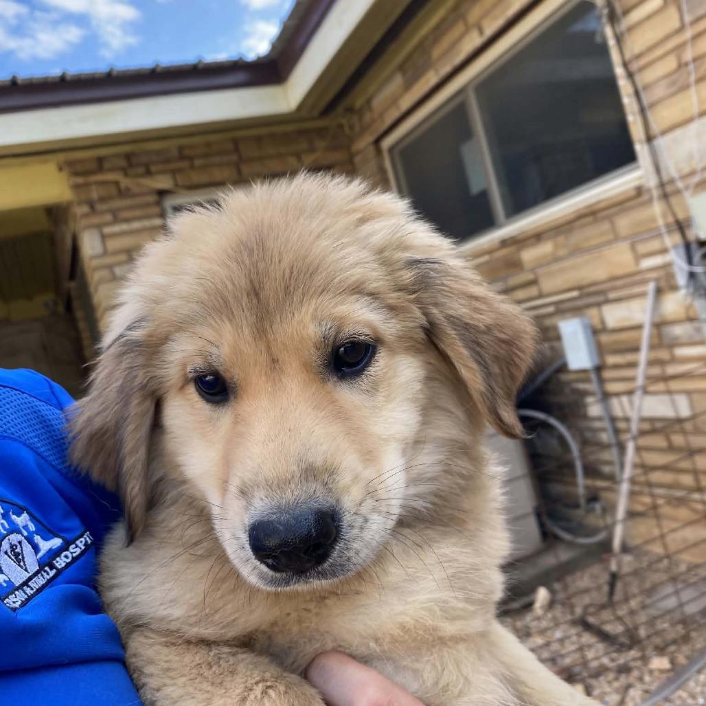 Bridget, Adoptable, Puppy Female Anatolian Shepherd.