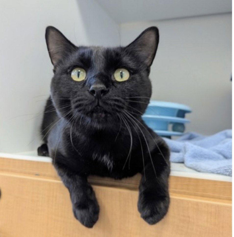 Enlarge Rushmore, a Adoptable Domestic Short Hair in Wheaton, IL image 1/3