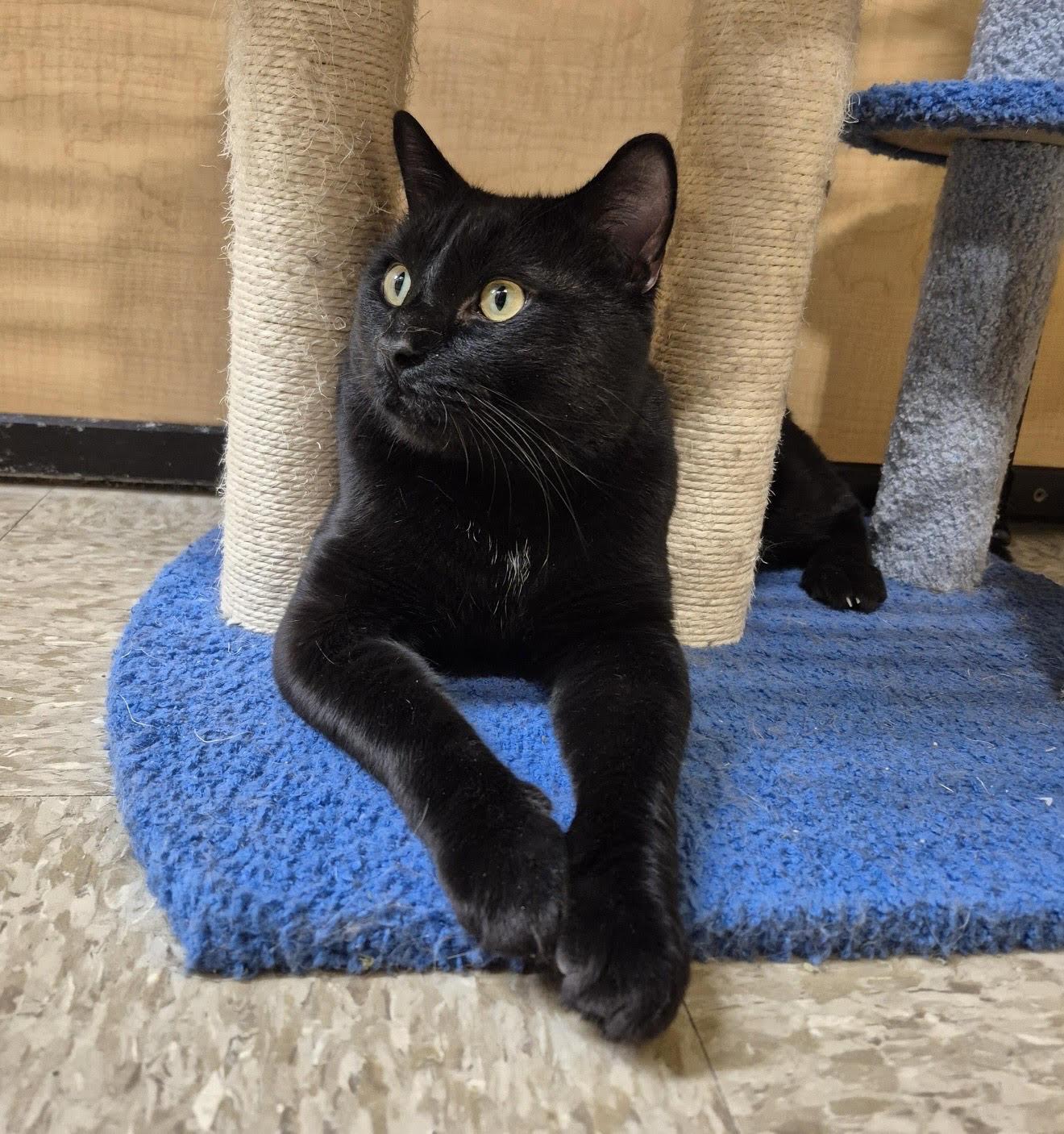 Enlarge Rushmore, a Adoptable Domestic Short Hair in Wheaton, IL image 3/3
