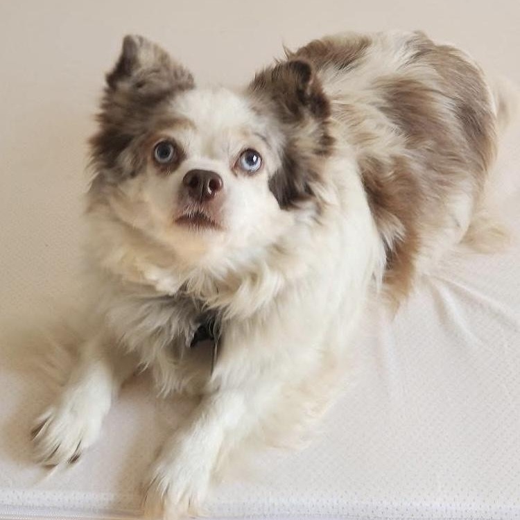 Millie, an adopted mixed breed in Greensboro, NC image 1/5