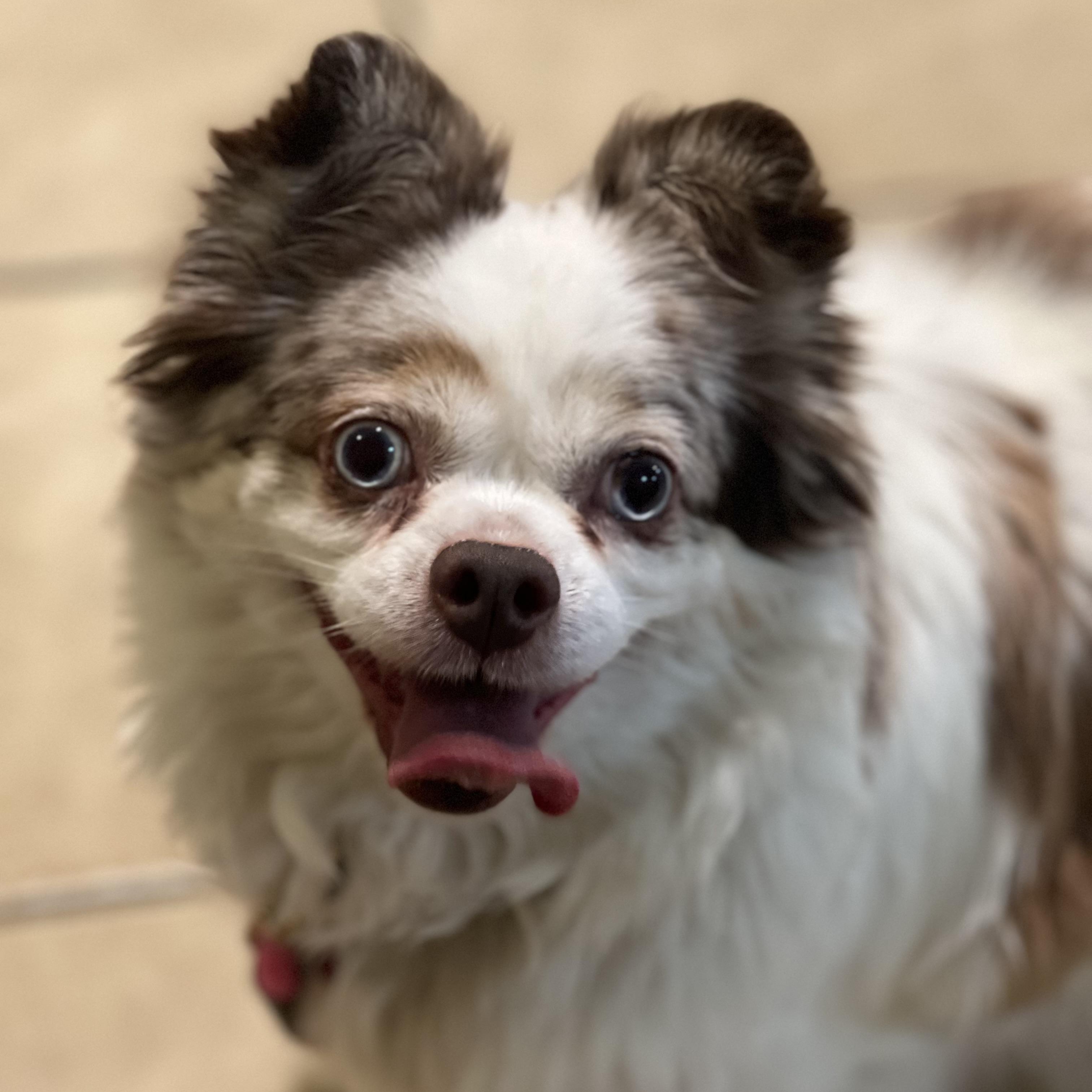 Millie, an adopted mixed breed in Greensboro, NC image 3/5