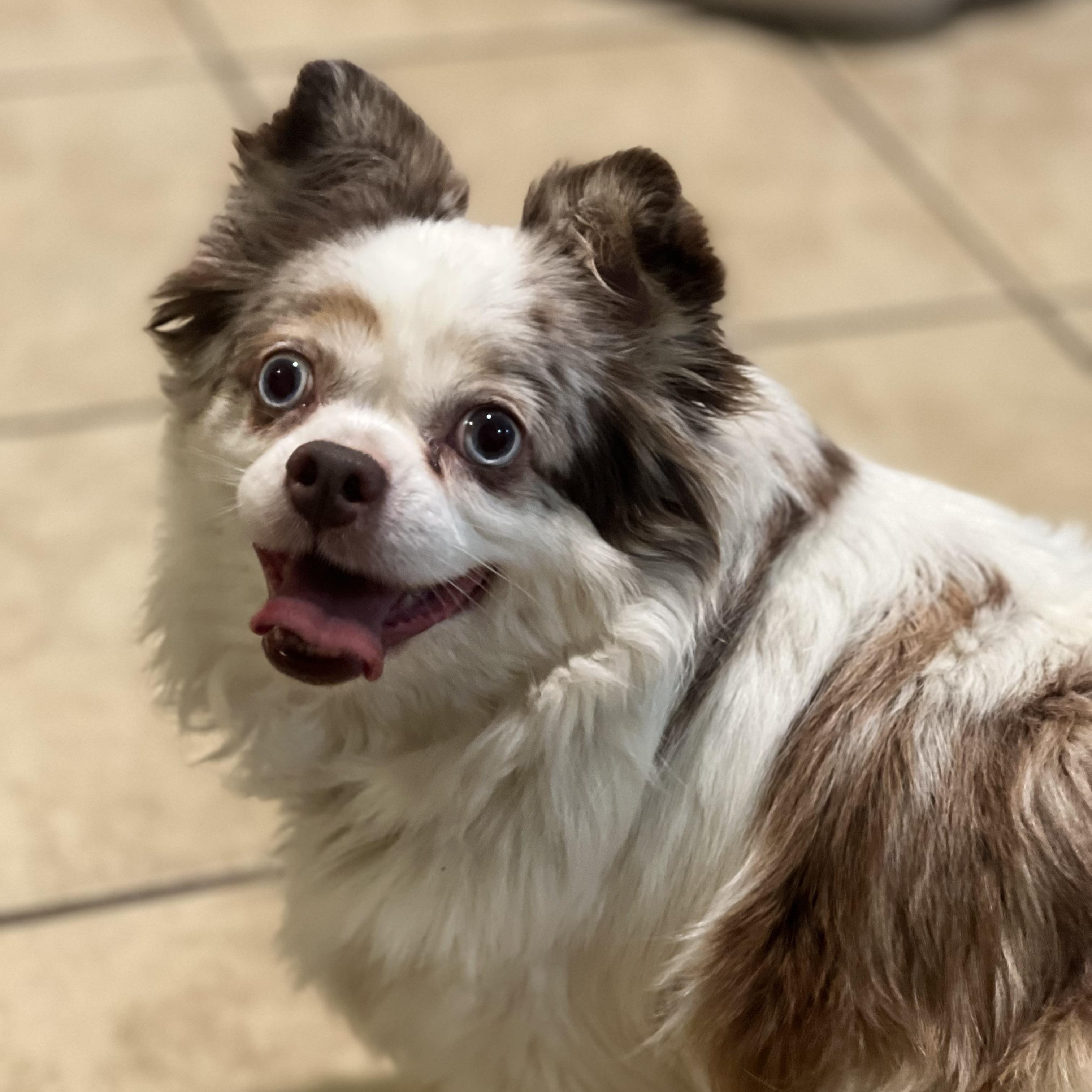 Millie, an adopted mixed breed in Greensboro, NC image 2/5