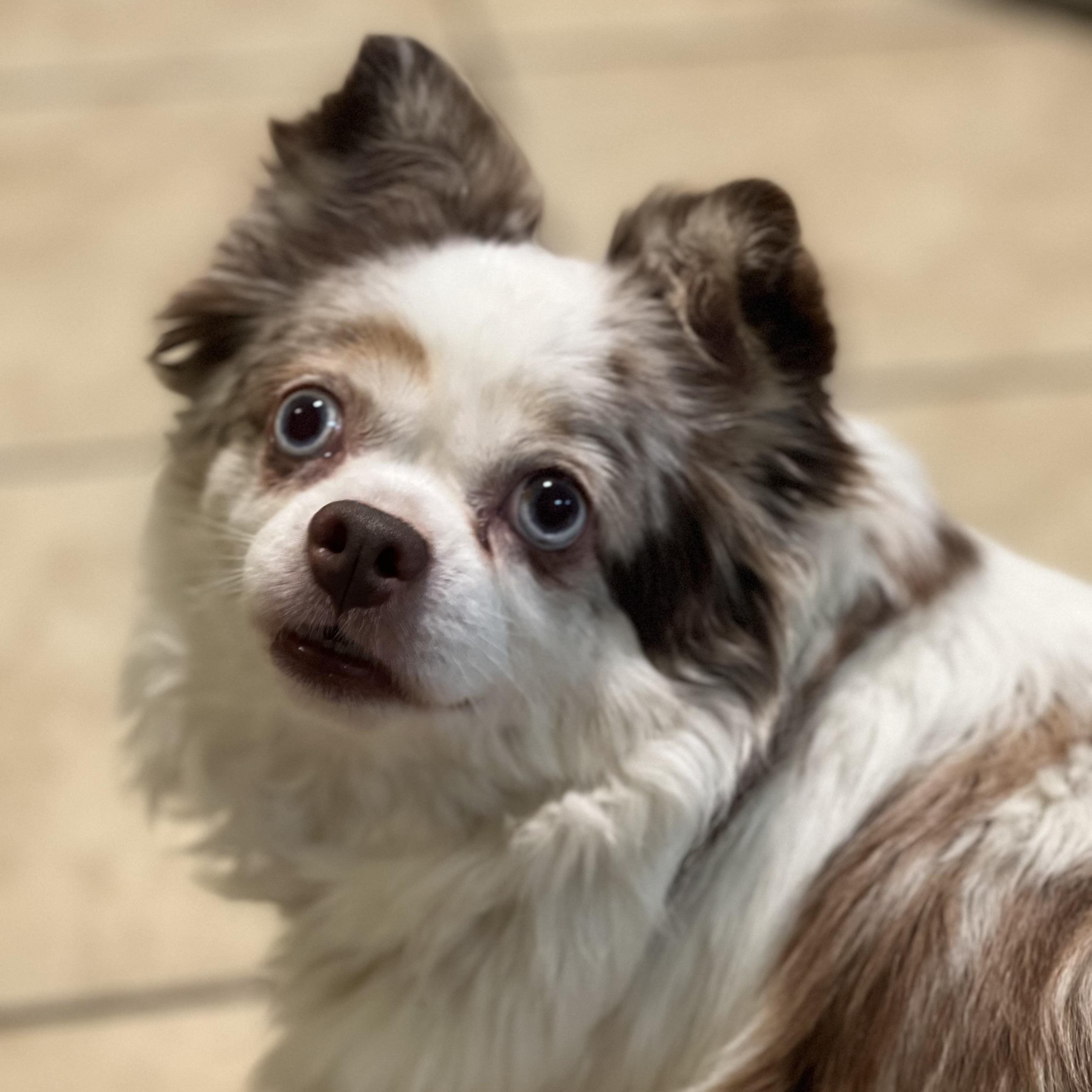 Millie, an adopted mixed breed in Greensboro, NC image 4/5