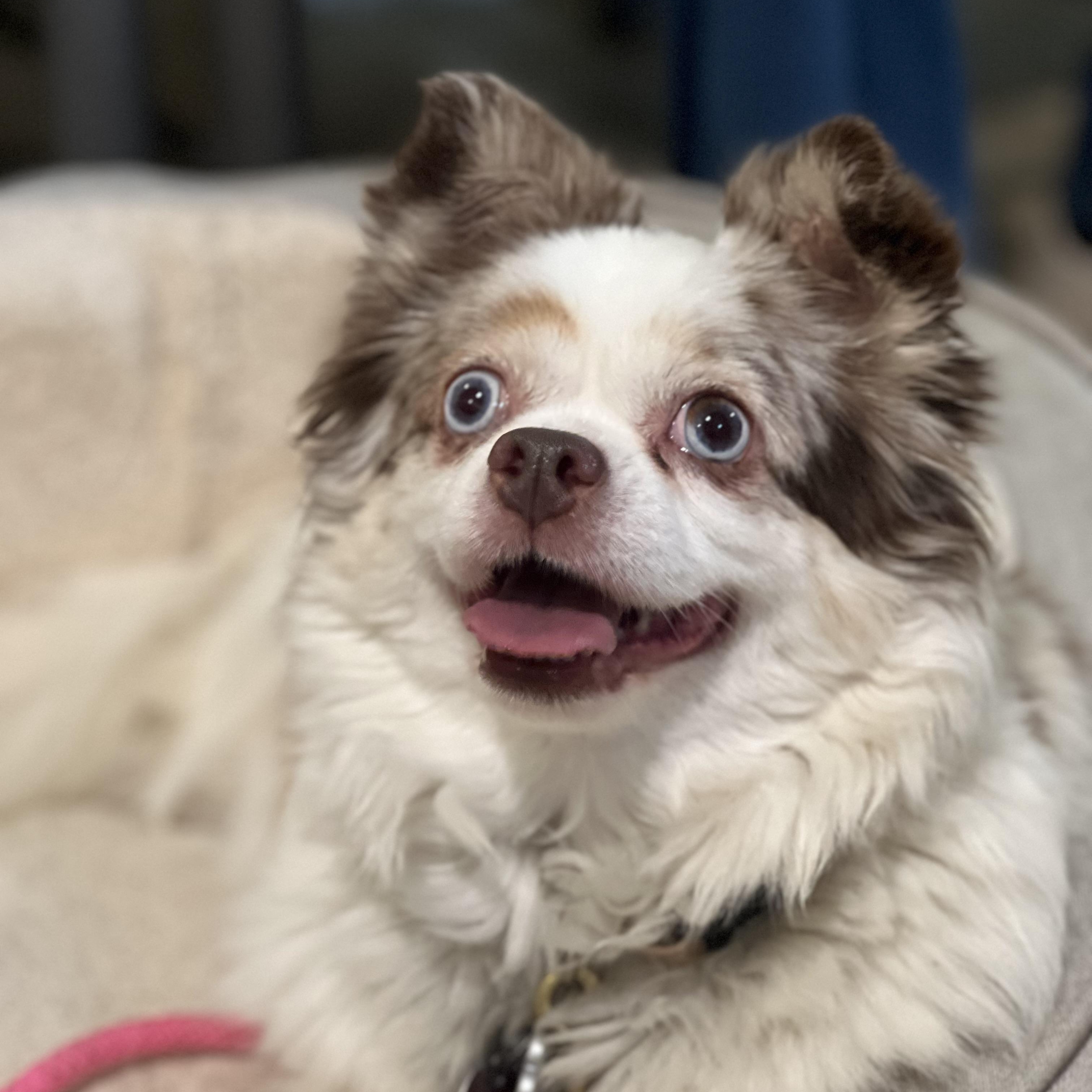 Millie, an adopted mixed breed in Greensboro, NC image 5/5