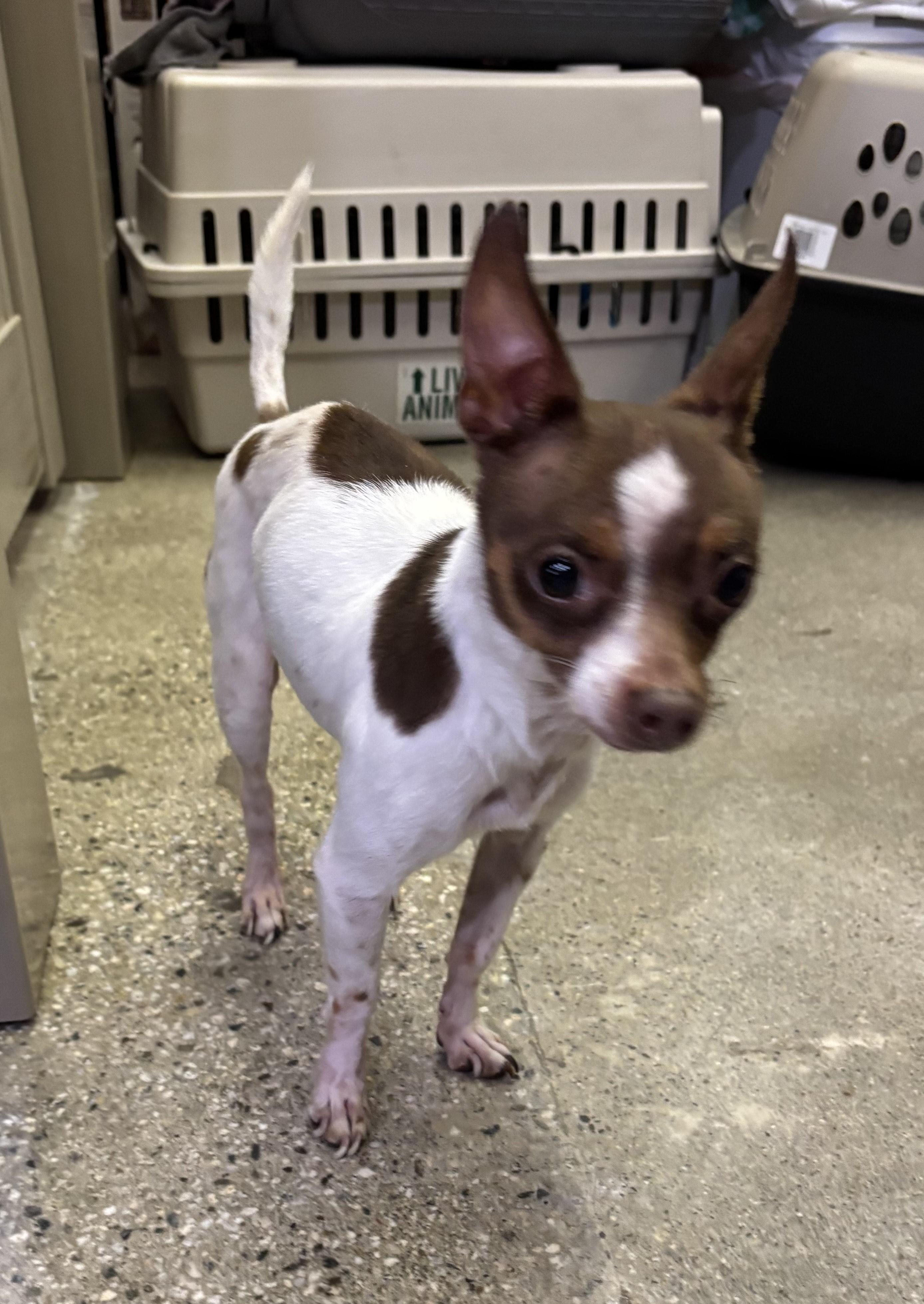 Oliver Twist, ADOPTABLE, Adult Male Chihuahua.
