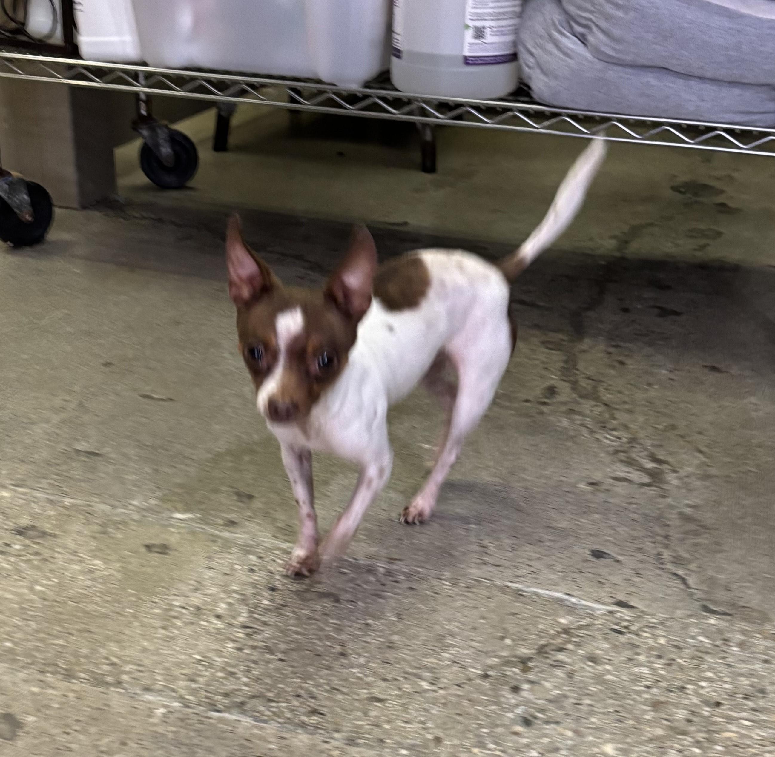 Oliver Twist, a ADOPTABLE Chihuahua in Thousand Oaks, CA image 2/2