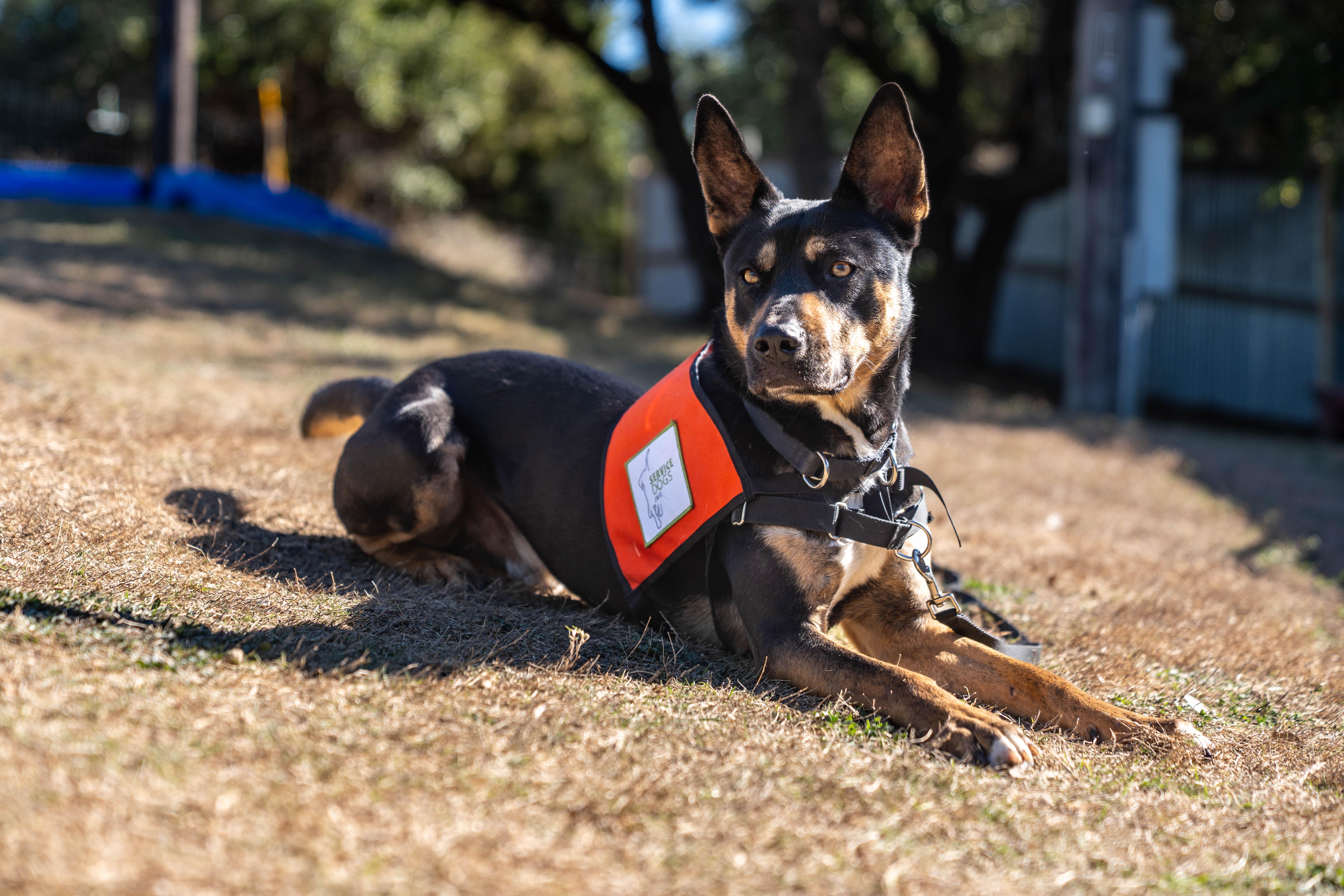 Knight, a ADOPTABLE mixed breed in Dripping Springs, TX image 3/3