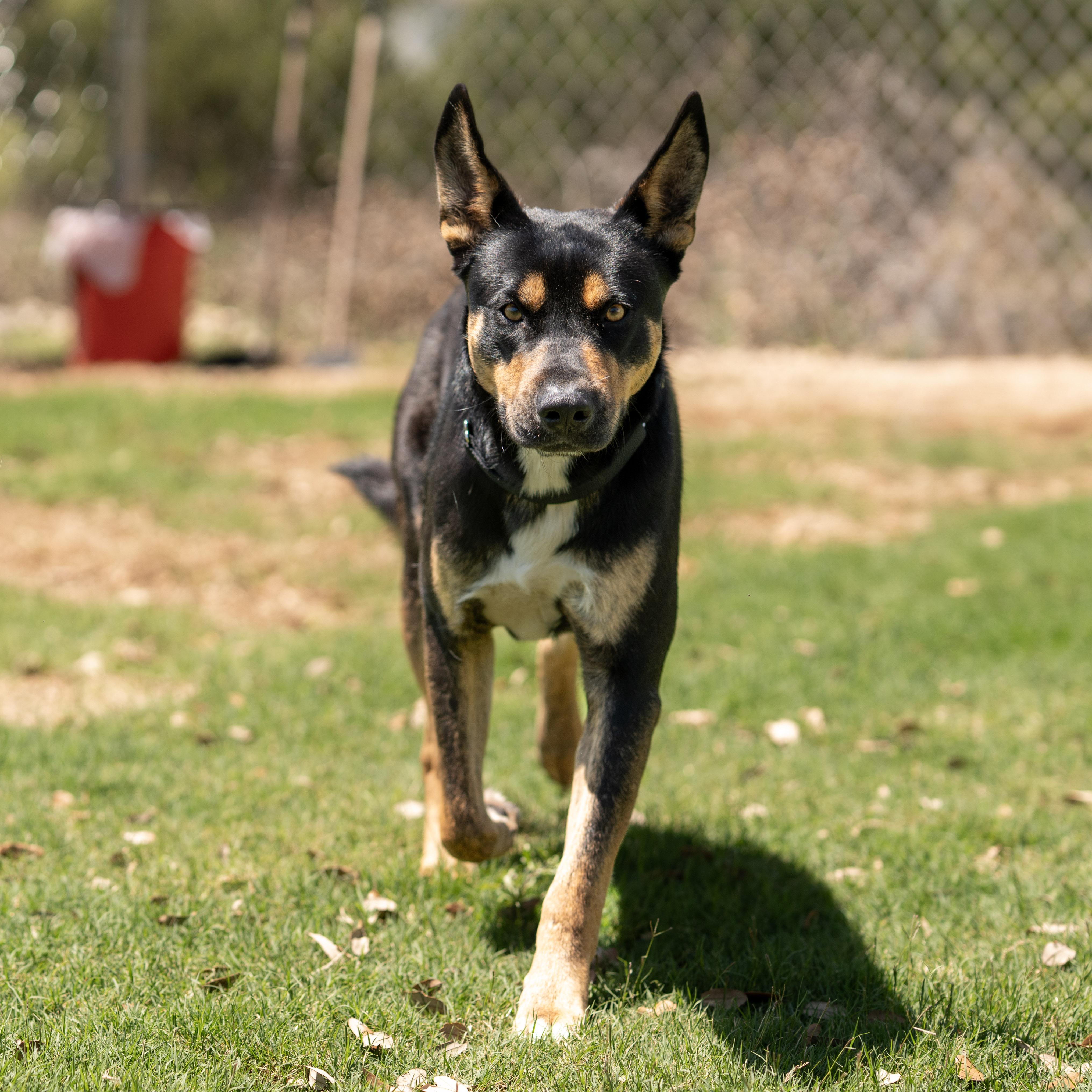 Knight, ADOPTABLE, Adult Male German Shepherd Dog.