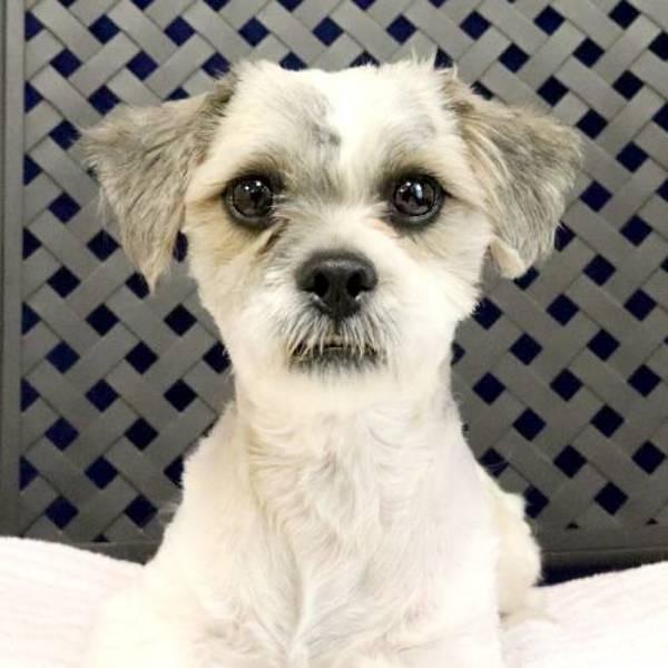 Grills, Adoptable, Young Male Shih Tzu.