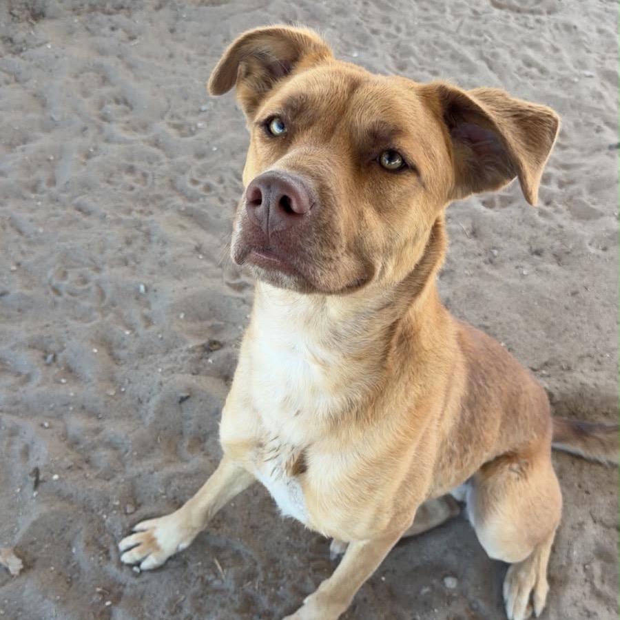 Enlarge Colt, a ADOPTABLE mixed breed in Fallon, NV image 1/2