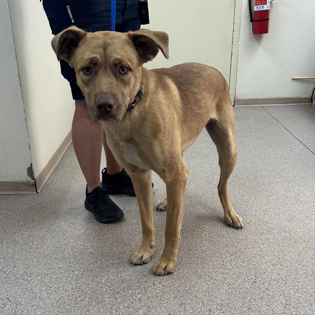 Colt, ADOPTABLE, Young Male Shepherd.
