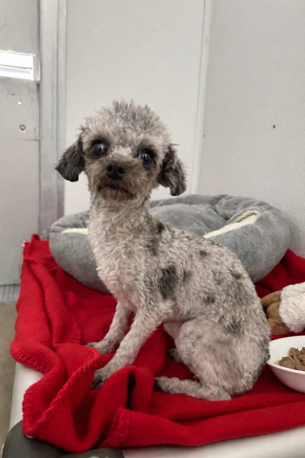 Turbo , ADOPTABLE, Adult Male Poodle (Toy).