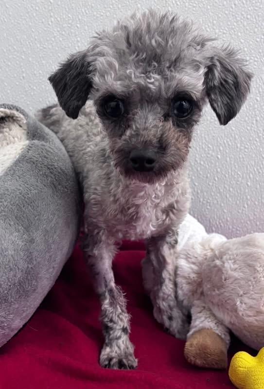 Enlarge Turbo , a ADOPTABLE mixed breed in Howes Cave, NY image 2/2