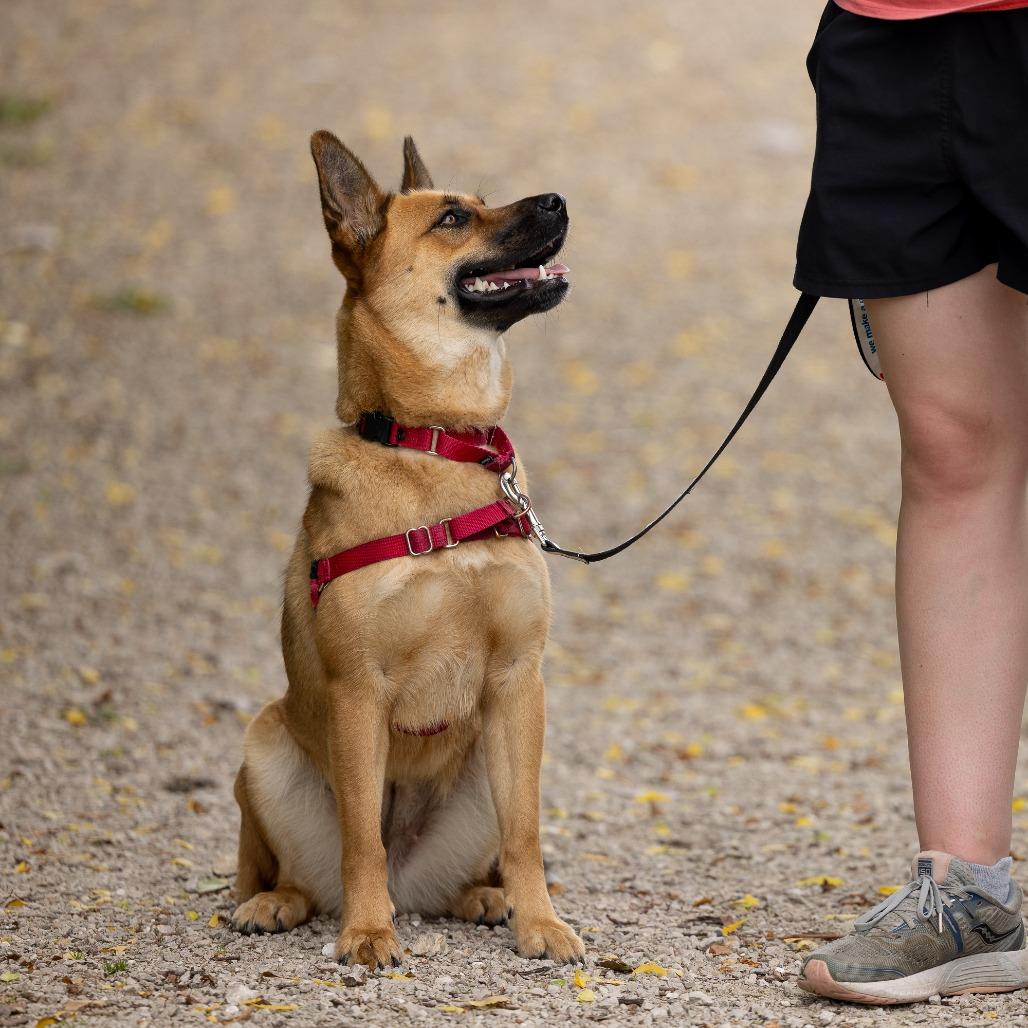 Enlarge Phoebe, a Adoptable Mixed Breed in Waukesha, WI image 1/6