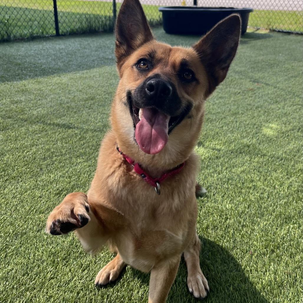 Phoebe, Adoptable, Adult Female Mixed Breed.