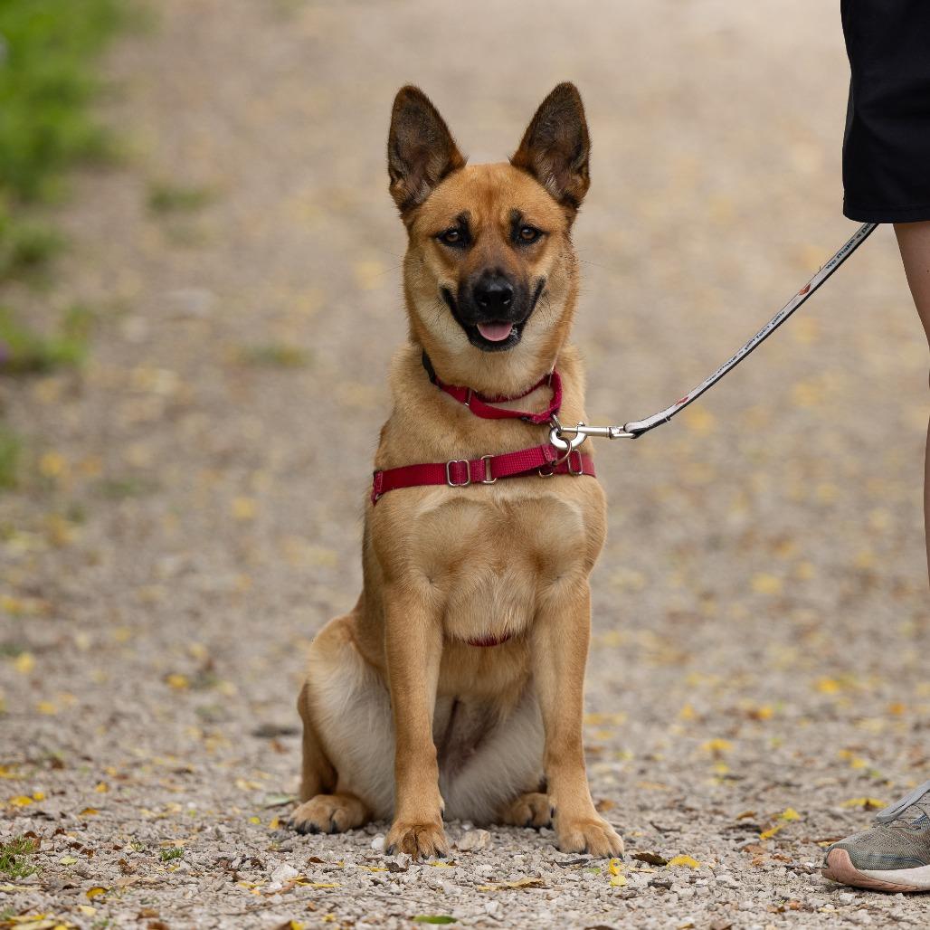 Enlarge Phoebe, a Adoptable Mixed Breed in Waukesha, WI image 2/6