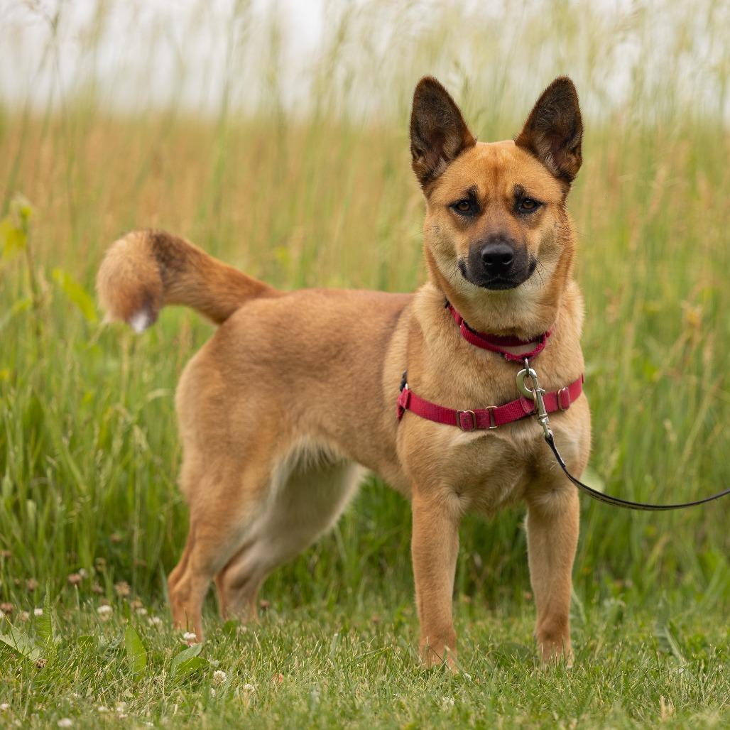 Enlarge Phoebe, a Adoptable Mixed Breed in Waukesha, WI image 3/6