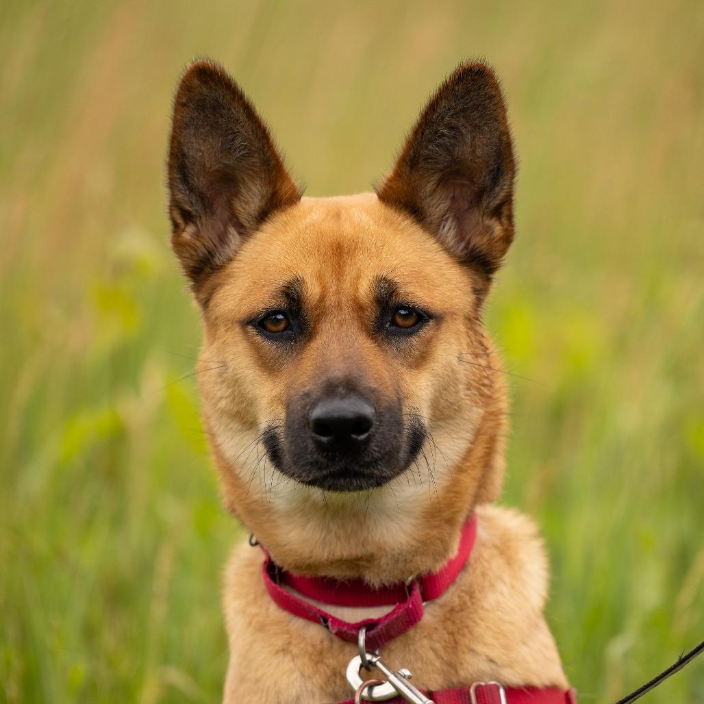 Enlarge Phoebe, a Adoptable Mixed Breed in Waukesha, WI image 4/6