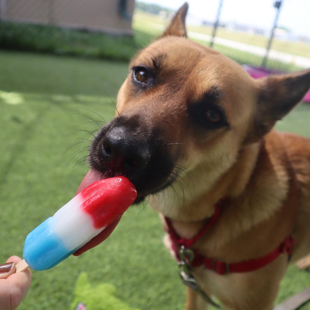 Phoebe, a Adoptable Mixed Breed in Waukesha, WI image 5/6
