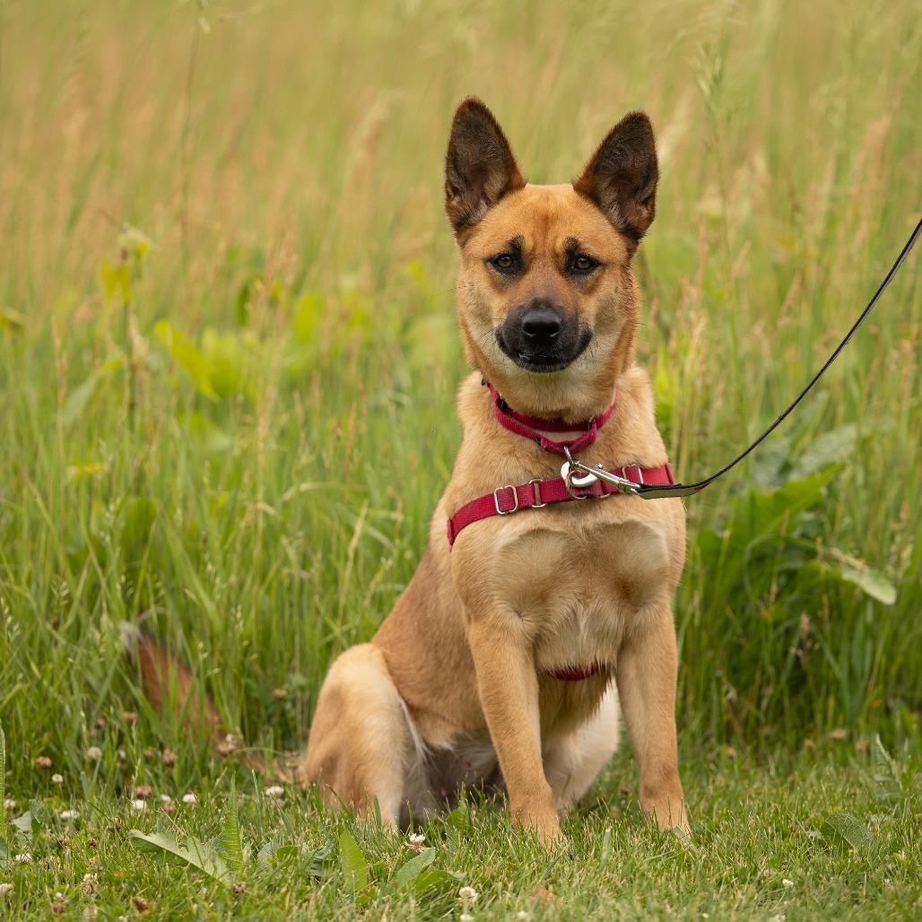 Enlarge Phoebe, a Adoptable Mixed Breed in Waukesha, WI image 5/6