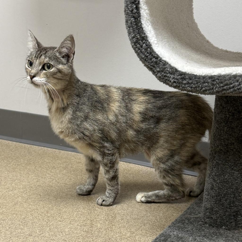 Lill, a Adoptable mixed breed in Brenham, TX image 3/6